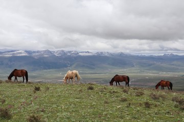 Fototapeta na wymiar Horses and mountains in Tibetan village in China. Eating grass, free, beautiful landscape.