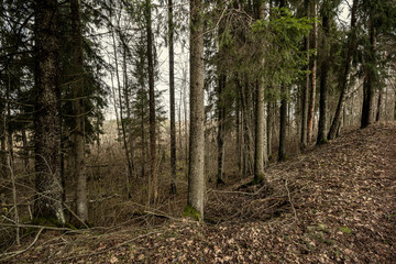 empty winter forest in winter with no snow and no tree leaves. park walkway