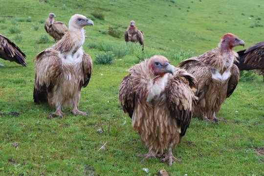 A photo of a vulture after eating a human body. Sky burial Tibet China