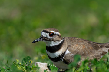 Killdeer bird sitting on rocky nest