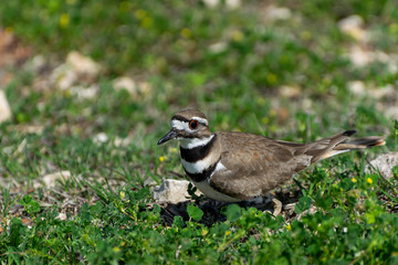 Killdeer bird standing in green clover