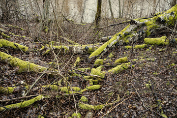 naked winter forest with trees and no snow