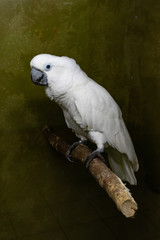 parrot on a branch