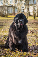Fototapeta premium Black Newfoundland giant size dog close-up outside