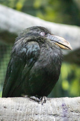 portrait of a crow