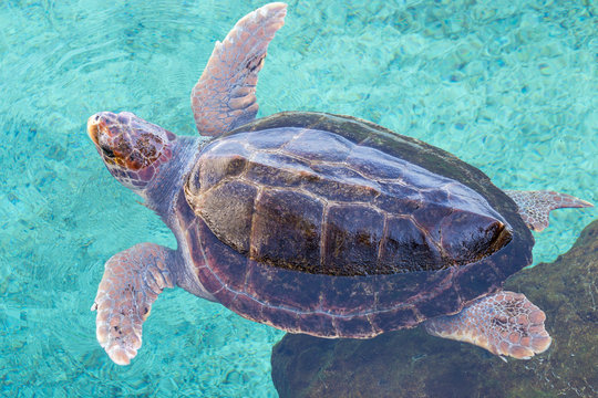 Loggerhead sea turtle (Caretta caretta) swimming, seen from above