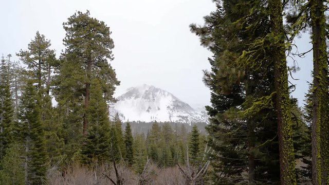 Mt Lassen national park tree branches move in the wind as storm brews
