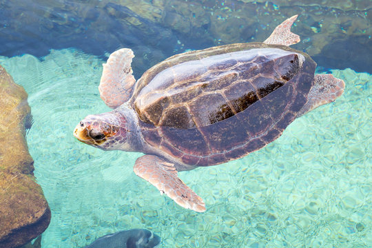 Loggerhead sea turtle (Caretta caretta) swimming, seen from above