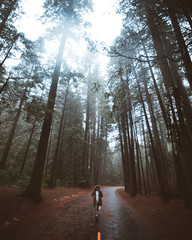 road in the forest