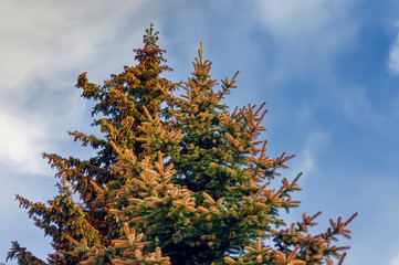 Blue spruce against the sky and white clouds close-up.