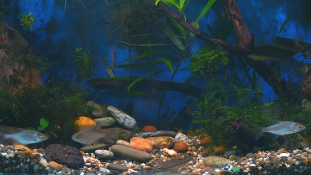 Young bream, carp and minnows swim in the aquarium. Freshwater river fish in an aquarium. Selective focus
