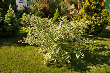 Garden in Biala Podlaska. Poland