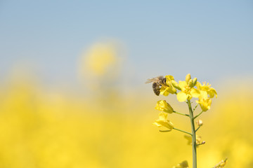 Obraz premium Honneybee collecting nectar on a rape flower
