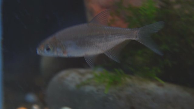 Young bream, carp and minnows swim in the aquarium. Freshwater river fish in an aquarium. Selective focus