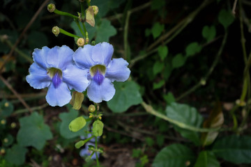 Laurel clockvine (Thunbergia laurifolia) flower and foliage. The leaves are used in Thailand and Malaysia for medicinal purposes.