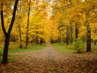 Obraz premium autumn in the park