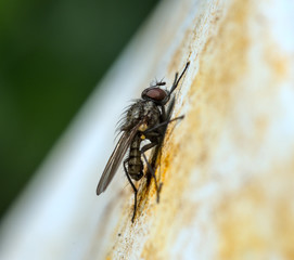 Fly