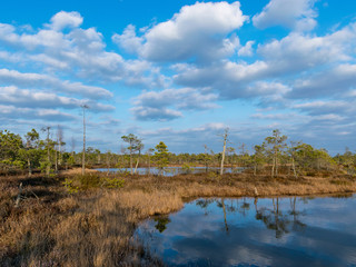 Still water with trees in the swamp land of Kemeri National Park in Latvia