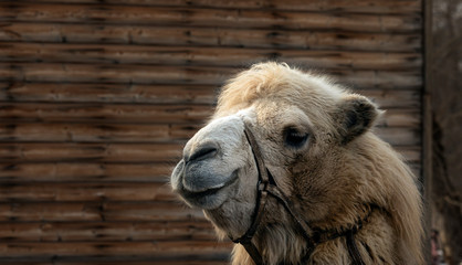 Head of a camel closeup on the background of a boardwalk.