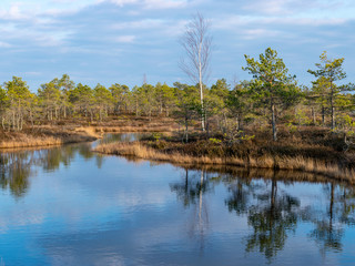 Fototapeta na wymiar Still water with trees in the swamp land of Kemeri National Park in Latvia
