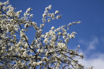 Blooming gardens in spring, blooming spring tree, blooming flowers on trees, spring has come, selective focus, blooming branch on a tree
