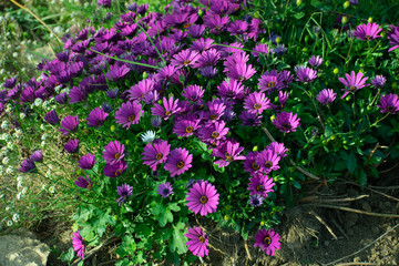 Obraz premium daisies of a very striking color in a part of the way