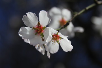 Blooming gardens in spring, blooming spring tree, blooming flowers on trees, spring has come, selective focus, blooming branch on a tree