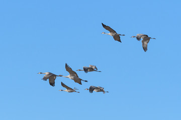 Migrating Greater Sandhill Cranes in Monte Vista, Colorado