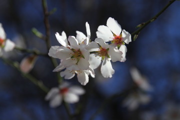 Blooming gardens in spring, blooming spring tree, blooming flowers on trees, spring has come, selective focus, blooming branch on a tree