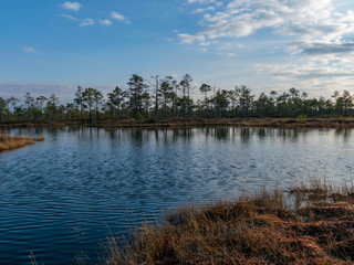 Still water with trees in the swamp land of Kemeri National Park in Latvia