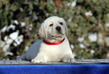 a sweet labrador puppy on a blue background