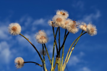 dandelions in the sky