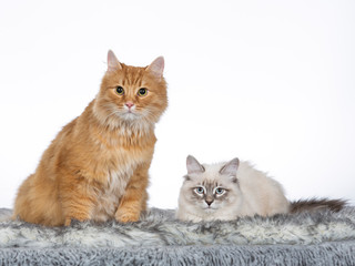 Two Neva Masquerade cats in studio with white background.
