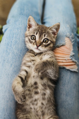 A striped cat is lying on the girl's legs and looking into the c