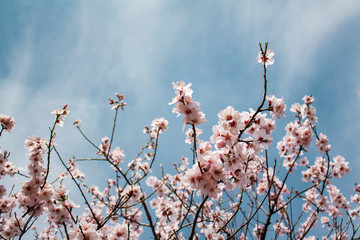 branches of a blossoming apricot tree on a background of blue sky. Blooming tree