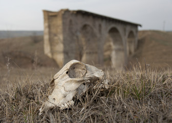 Skull of an animal