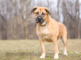 A large brown Shepherd mixed breed dog standing outdoors