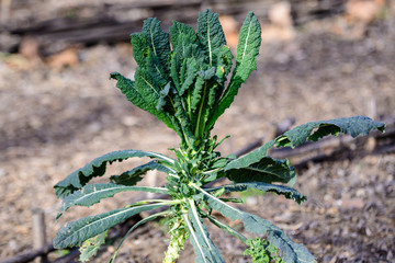 Large group of fresh green leaves of kale or leaf cabbage in an organic garden, with small water drops in a rainy summer day, beautiful outdoor monochrome background photographed with soft focus