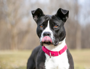 A black and white Pit Bull Terrier mixed breed dog wearing a red collar and licking its lips