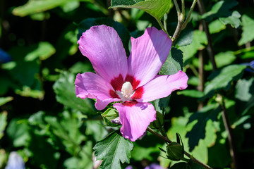 One pink flower of hibiscus syriacus plant, commonly known as Korean rose, rose of Sharon, Syrian ketmia, shrub althea or rose mallow, in a garden in a sunny summer day 