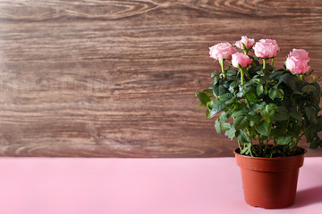 blooming roses in a pot on a background of brown and pink