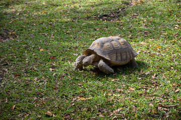 African spurred tortoise