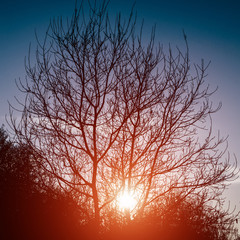 Beautiful gradient blue clear sky with tree silhouette and bright sun light during sunset. 