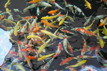 Fototapeta na wymiar Colorful fancy carp fish, koi fish