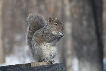 Wild Eastern Gray Squirrel (Sciurus carolinensis) sitting on a fence eating an acorn