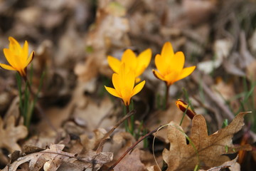 beautiful yellow crocuses in the forest, spring flowering crocuses, spring has come, selective focus