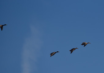 a flock of mallard ducks