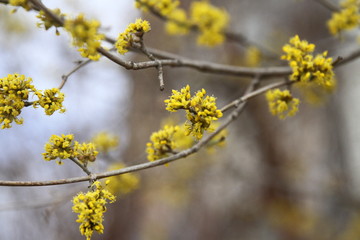 beautiful blooming twig, spring blooming, spring has come, selective focus