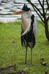 the great grey Heron stands on the Bank by the water