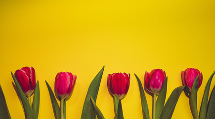 pink tulips on a yellow background,March 8, mothers Day